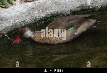 Voce maschile Sud Americana brasiliano (teal Amazonetta brasiliensis) a.k.a. Minore/Maggiore anatra brasiliano. Foto Stock