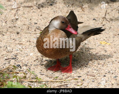 Voce maschile Sud Americana brasiliano (teal Amazonetta brasiliensis) a.k.a. Minore/Maggiore anatra brasiliano. Foto Stock