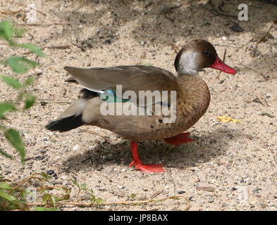 Voce maschile Sud Americana brasiliano (teal Amazonetta brasiliensis) a.k.a. Minore/Maggiore anatra brasiliano. Foto Stock