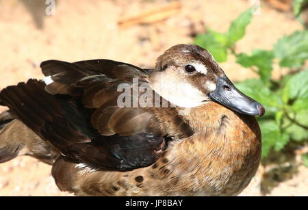 Femmina America del Sud brasiliano (teal Amazonetta brasiliensis), a.k.a. Minore/Maggiore anatra brasiliano. Foto Stock