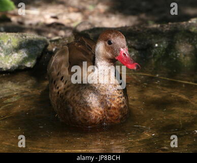 Voce maschile Sud Americana brasiliano (teal Amazonetta brasiliensis) a.k.a. Minore/Maggiore anatra brasiliano. Foto Stock