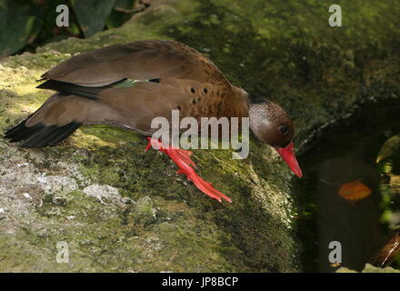 Voce maschile Sud Americana brasiliano (teal Amazonetta brasiliensis) a.k.a. Minore/Maggiore anatra brasiliano. Foto Stock