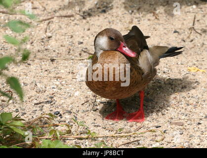 Voce maschile Sud Americana brasiliano (teal Amazonetta brasiliensis) a.k.a. Minore/Maggiore anatra brasiliano. Foto Stock