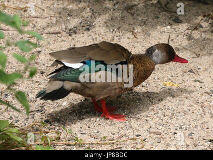 Voce maschile Sud Americana brasiliano (teal Amazonetta brasiliensis) a.k.a. Minore/Maggiore anatra brasiliano. Foto Stock