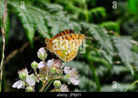 Farfalla di fritillary Verde scuro 'Argynnis aglaja, che mostra un modello di sottogola. Devon, Regno Unito Foto Stock