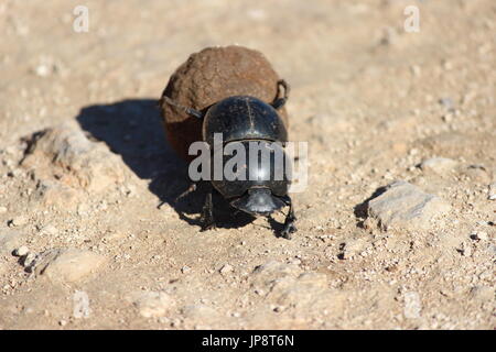 Dung beetle rolling il suo sterco attraverso la strada, Sud Africa Foto Stock