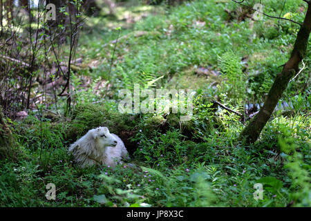 Pecore in appoggio in foresta Foto Stock