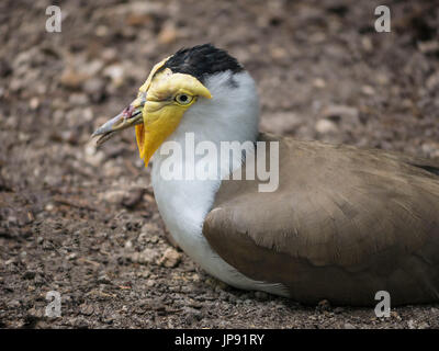 La mascherata Pavoncella Vanellus (miglia) Foto Stock