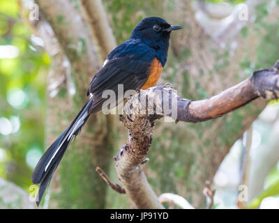 Il bianco-rumped Shama (Copsychus malabaricus) Foto Stock