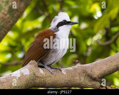 Il bianco-crested Laughingthrush (Garrulax leucolophus) Foto Stock