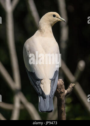 Il Pied Imperial Pigeon, sud-est asiatico, Filippine, Indonesia, Foto Stock