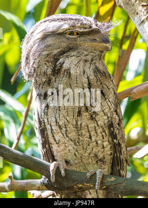 Il Tawny Frogmouth (Podargus strigoides) Foto Stock