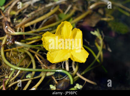 Orlata di acqua-lily - Nymphoides peltata giardino comune impianto di stagno Foto Stock