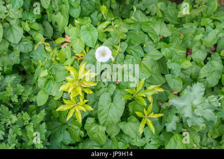 Centinodia - Calystegia sepium - soffocamento giardino di piante e arbusti compresi sarcococca Foto Stock
