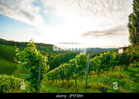 Ripido vigneto con vino bianco di uve nei pressi di un'azienda vinicola in Toscana zona viticola, Italia Europa Foto Stock