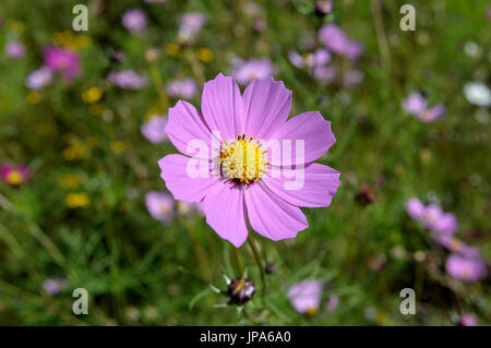 Scienze naturali, fiore cosmo close-up Foto Stock