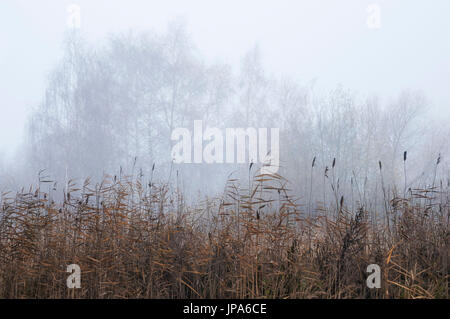 Scienze naturali, nebbiosa mattina autunnale sulle rive del laghetto Foto Stock