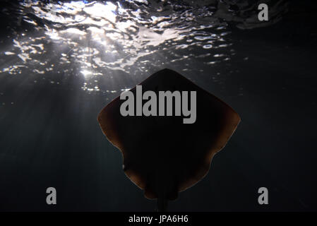 Madrid, Spagna. 31 Luglio, 2017. Un comune stingray a Madrid Acquario. Il comune di stingray (Dasyatis pastinaca), una specie di stingray in famiglia Dasyatidae, si trova in tutto il Mediterraneo e del Mar Nero. Credito: Jorge Sanz/Pacific Press/Alamy Live News Foto Stock