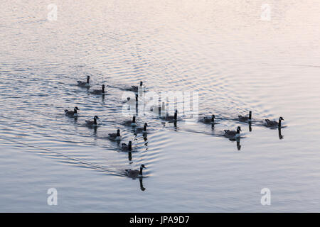 Inghilterra, Oxfordshire, Henley-on-Thames, anatre sul Fiume Tamigi Foto Stock