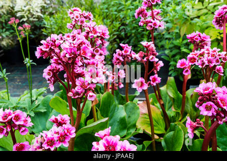 Rosa fiori Bergenia close-up. Foto Stock