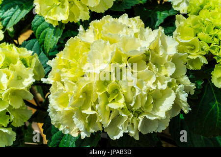 Hydrangea verde fioritura delle piante con grandi teste di close-up. Foto Stock