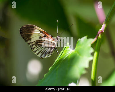 Tasto di pianoforte Butterfly, Heliconius melpomene :, Foto Stock