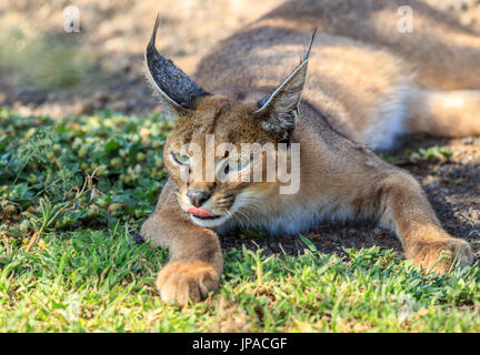 Un Caracal in appoggio sul terreno nel cratere di Ngorongoro, Tanzania Foto Stock