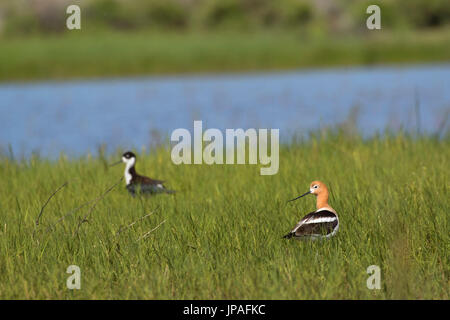 American avocet (Recurvirostra americana), Warner Zone Umide Area di fondamentale interesse ambientale Lakeview alla Nazionale Steens paese indietro Byway, il minerale Foto Stock