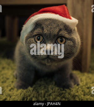 Giovane britannico capelli corti gatto con cappello di Natale Foto Stock