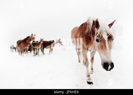 Serie di immagini di un gruppo di cavalli avelignesi e un pony durante nevica in bianco paesaggio di montagna Foto Stock