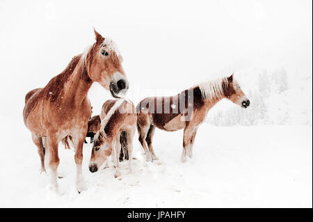 Serie di immagini di un gruppo di cavalli avelignesi e un pony durante nevica in bianco paesaggio di montagna Foto Stock