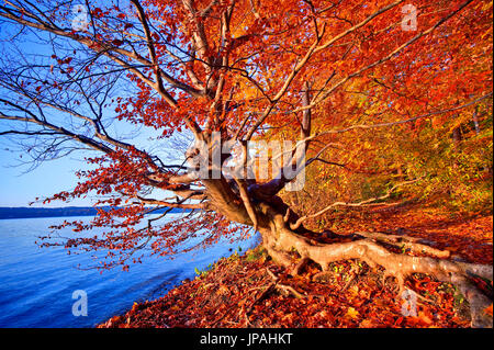 Beeches tree sulla riva del lago Starnberger Foto Stock