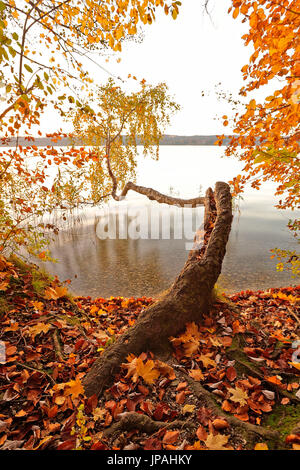 Crooked birch contorce circa l'acqua del lago Starnberger Foto Stock