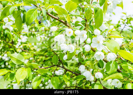 Macro closeup di numerosi white Cherry Blossoms con foglie verdi che mostra il dettaglio e texture Foto Stock