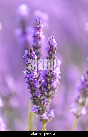 Campo di lavanda, Provenza Foto Stock