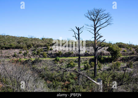 Alberi carbonizzati nel sentiero escursionistico 16 della conflagrazione nel 2012 su La Gomera, Spagna Foto Stock