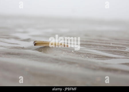 Rasoio di spada (molluschi di acqua dolce) dal Mare del Nord Foto Stock