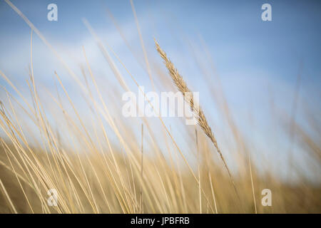 Spiaggia in erba Ameland isola Foto Stock