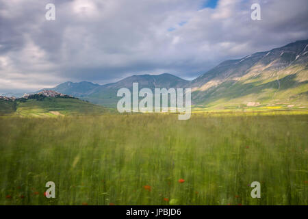 Verdi campi di spighe di grano cornice del borgo medievale di Castelluccio di Norcia Provincia di Perugia Umbria Italia Europa Foto Stock