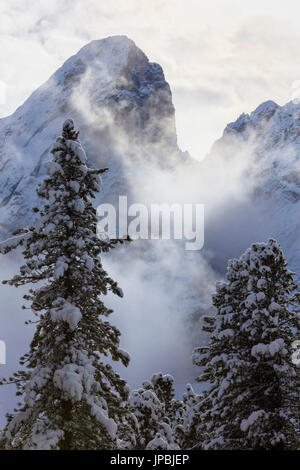 La alberi innevati telaio Sass de Putia circondato da nebbia di mattina il Passo delle Erbe Val di Funes Alto Adige Italia Europa Foto Stock