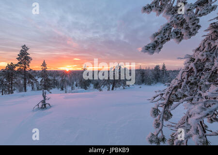 Le ultime luci del tramonto artico sui boschi innevati Vennivaara Rovaniemi Lapponia Regione Finlandia Europa Foto Stock