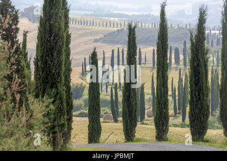 Cipressi e balle di fieno nel verde delle dolci colline delle Crete Senesi (Crete Senesi) provincia di Siena Toscana Italia Europa Foto Stock