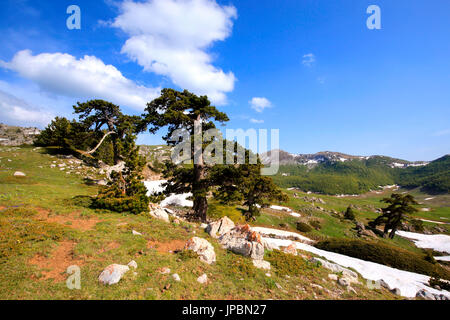 Piani del Pollino con Dolce Dorme montagna in backgroud, il Parco Nazionale del Pollino, Viggianello village, distretto di Potenza, Basilicata, Italia Foto Stock