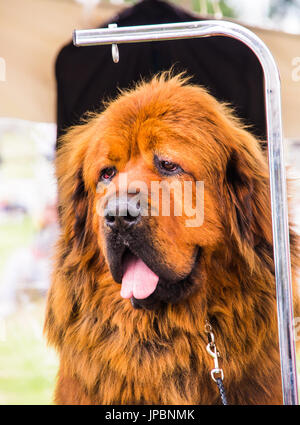 In prossimità di un bel colore marrone del cane di Terranova ritratto in un cane la concorrenza Foto Stock