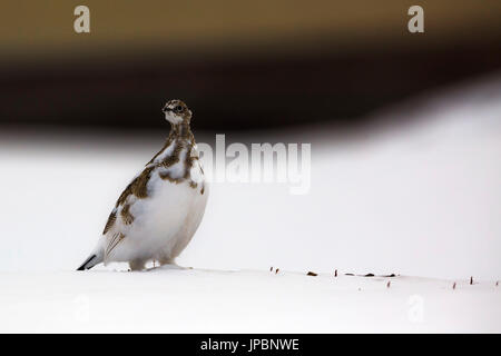 Svalbard; pernice bianca, Spitsbergen, Norvegia Foto Stock