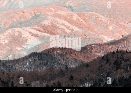 Dettagli sulla foresta di Shiretoko; Hokkaido, Giappone Foto Stock