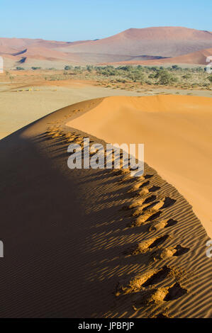 Sossusvlei, Namib Desert, Namibia, Africa. Foto Stock