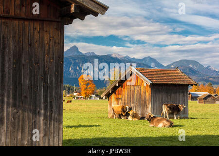 Le mucche nei pascoli verdi incorniciata da alte cime delle Alpi Garmisch Partenkirchen Alta Baviera Germania Europa Foto Stock