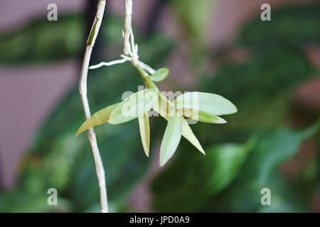 Orchid keiki dendrobium perardii Foto Stock