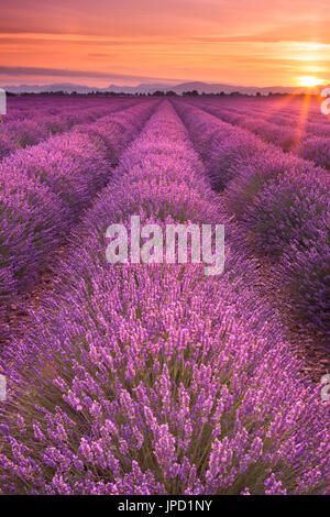 Alba sopra i campi in fiore di lavanda sull'altopiano di Valensole in Provenza nel sud della Francia. Foto Stock